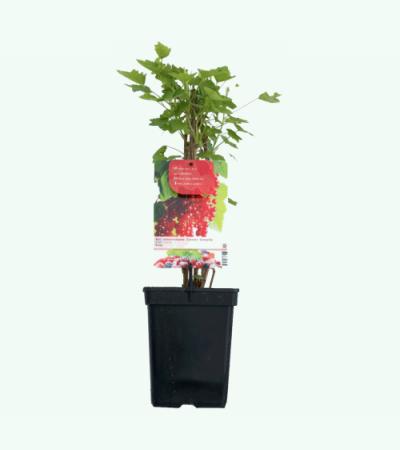 Rode bes (ribes rubrum "Rolan") fruitplanten