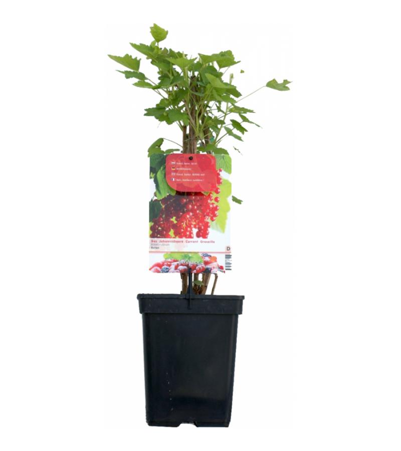 Rode bes (ribes rubrum "Rolan") fruitplanten