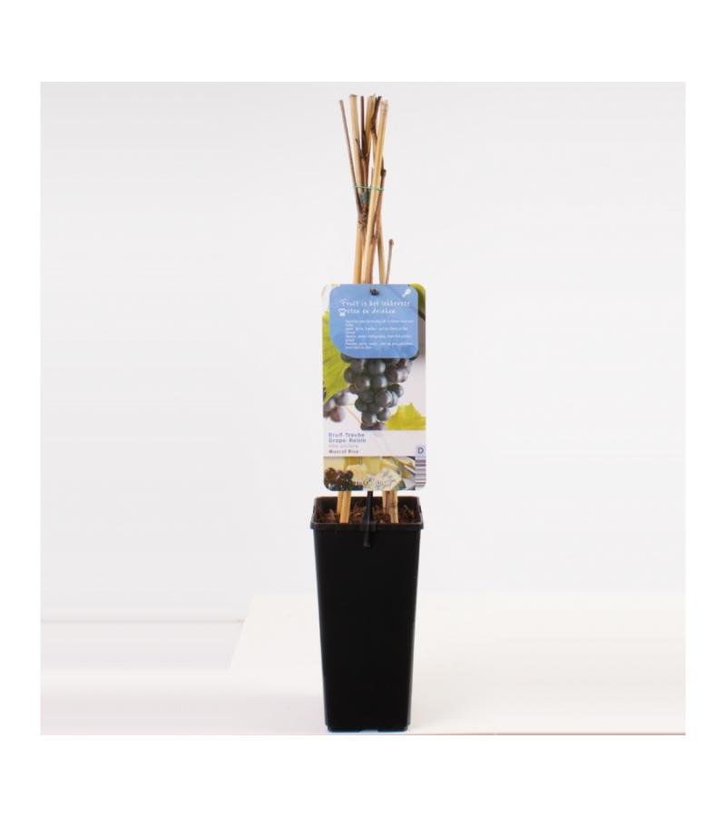 Blauwe druif (vitis vinifera "Muscat Blue") fruitplanten