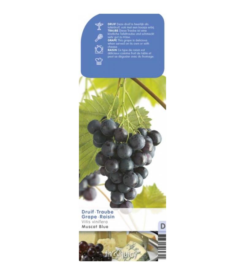Blauwe druif (vitis vinifera "Muscat Blue") fruitplanten