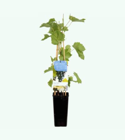 Blauwe druif (vitis vinifera "Muscat Blue") fruitplanten