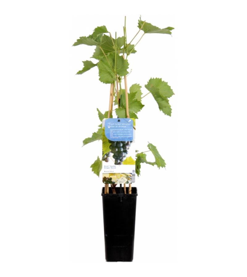 Blauwe druif (vitis vinifera "Muscat Blue") fruitplanten