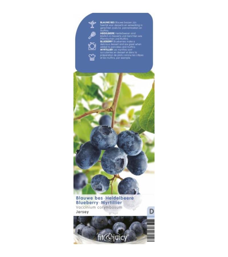 Bosbes (vaccinium corymbosum "Jersey") fruitplanten