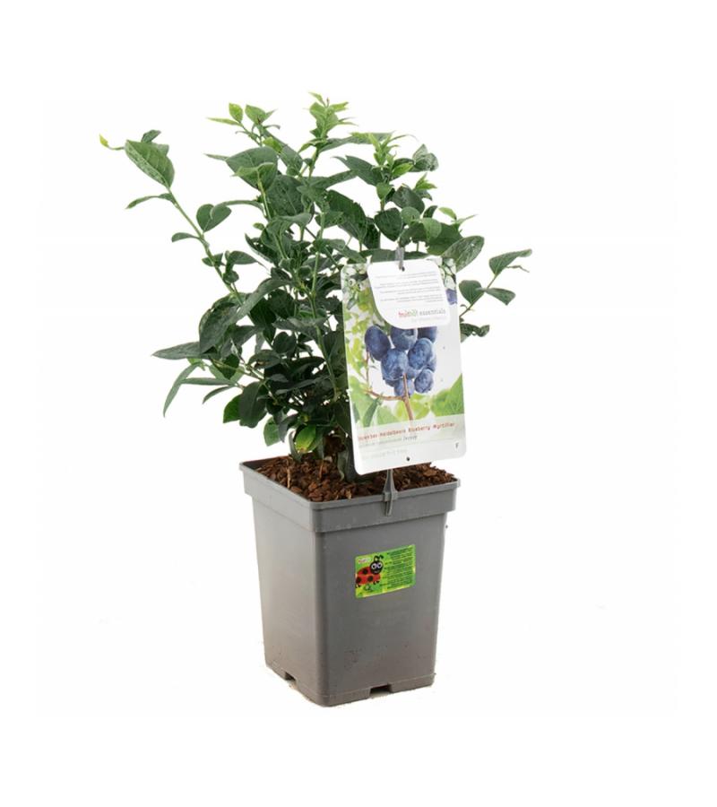 Bosbes (vaccinium corymbosum "Jersey") fruitplanten