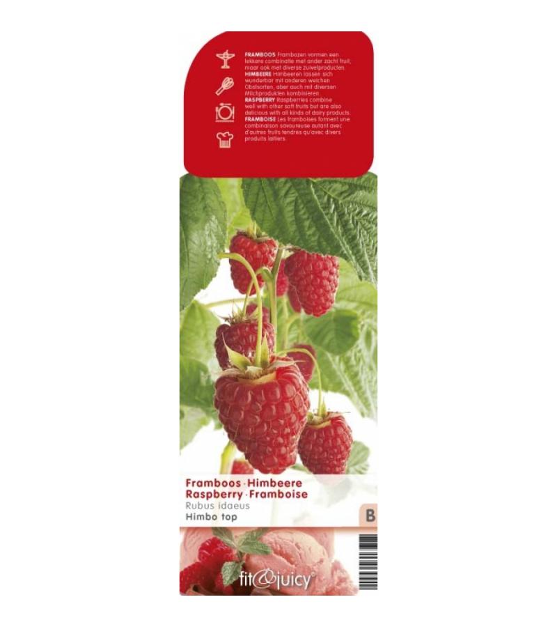 Herfstframboos (rubus idaeus "Himbo Top") fruitplanten