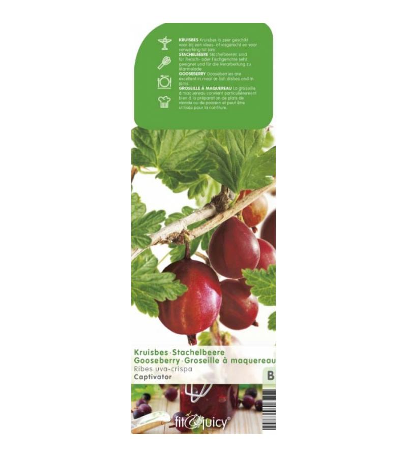 Rode kruisbes (ribes uva crispa "Captivator") fruitplanten