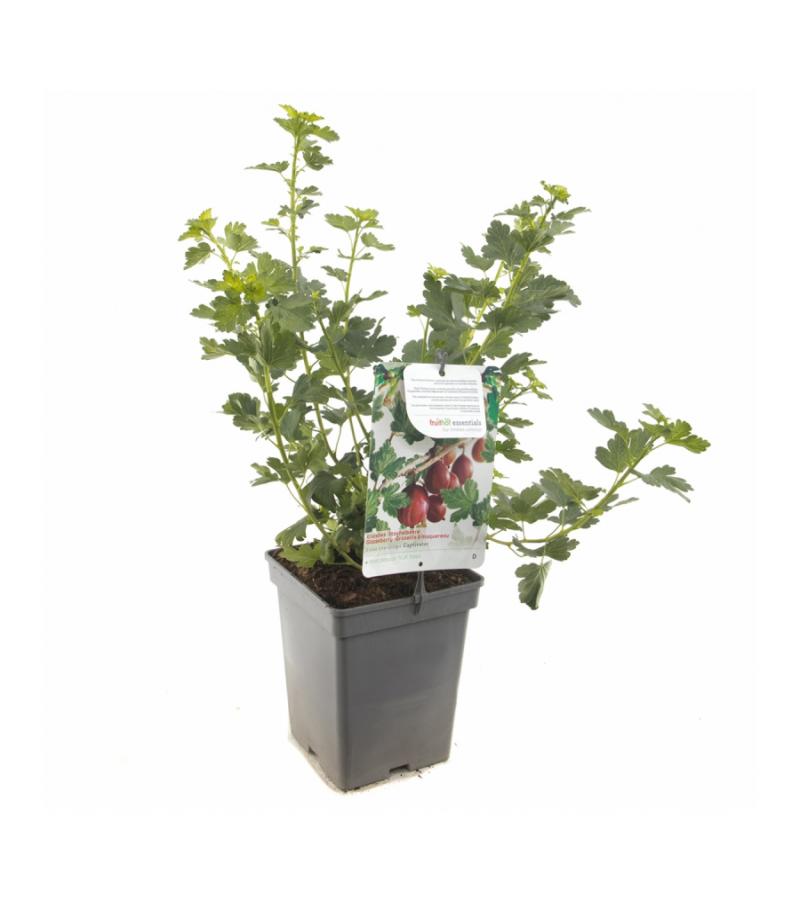 Rode kruisbes (ribes uva crispa "Captivator") fruitplanten