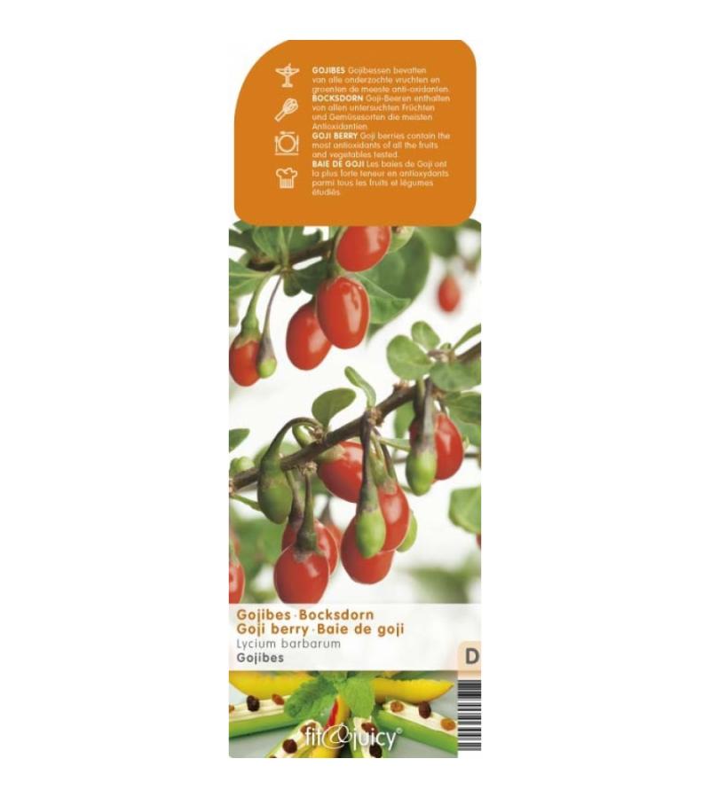Gojibes (Lycium Barbarum "Gojibes") fruitplanten