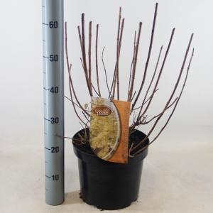 Hydrangea Paniculata "Candlelight"® pluimhortensia