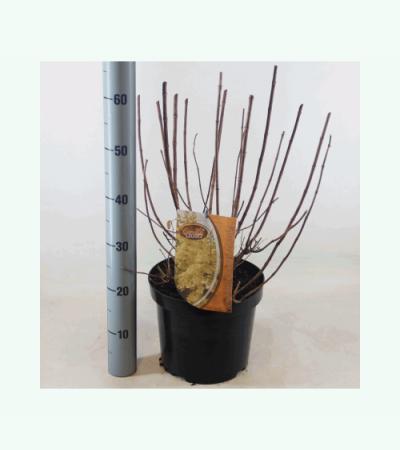 Hydrangea Paniculata "Candlelight"® pluimhortensia