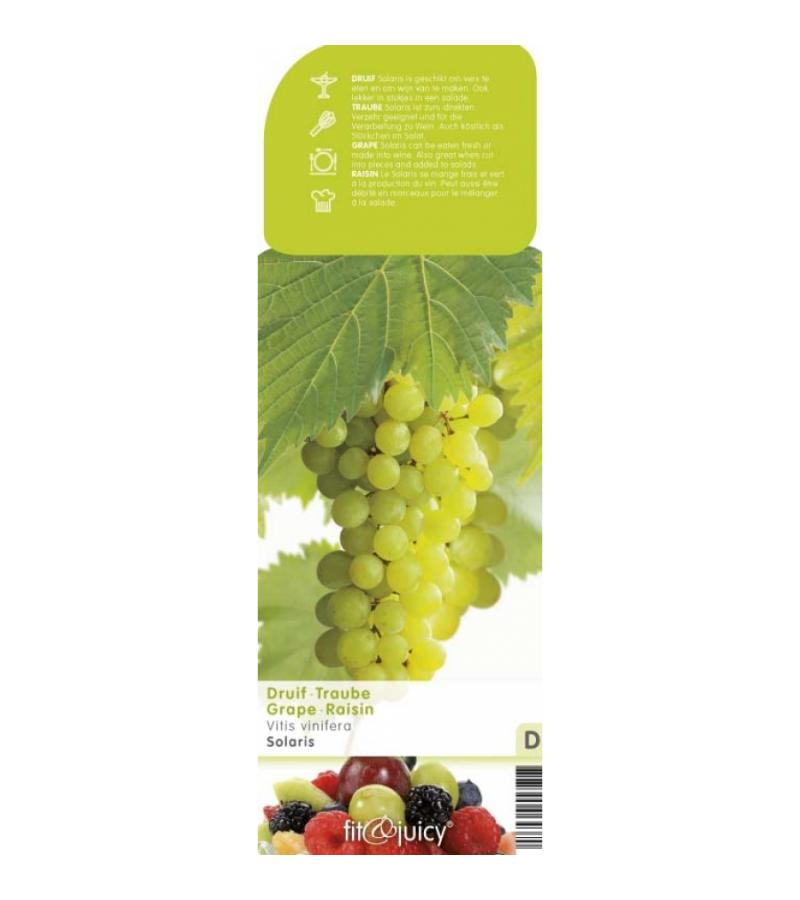 Witte druif (vitis vinifera "Solaris") fruitplanten