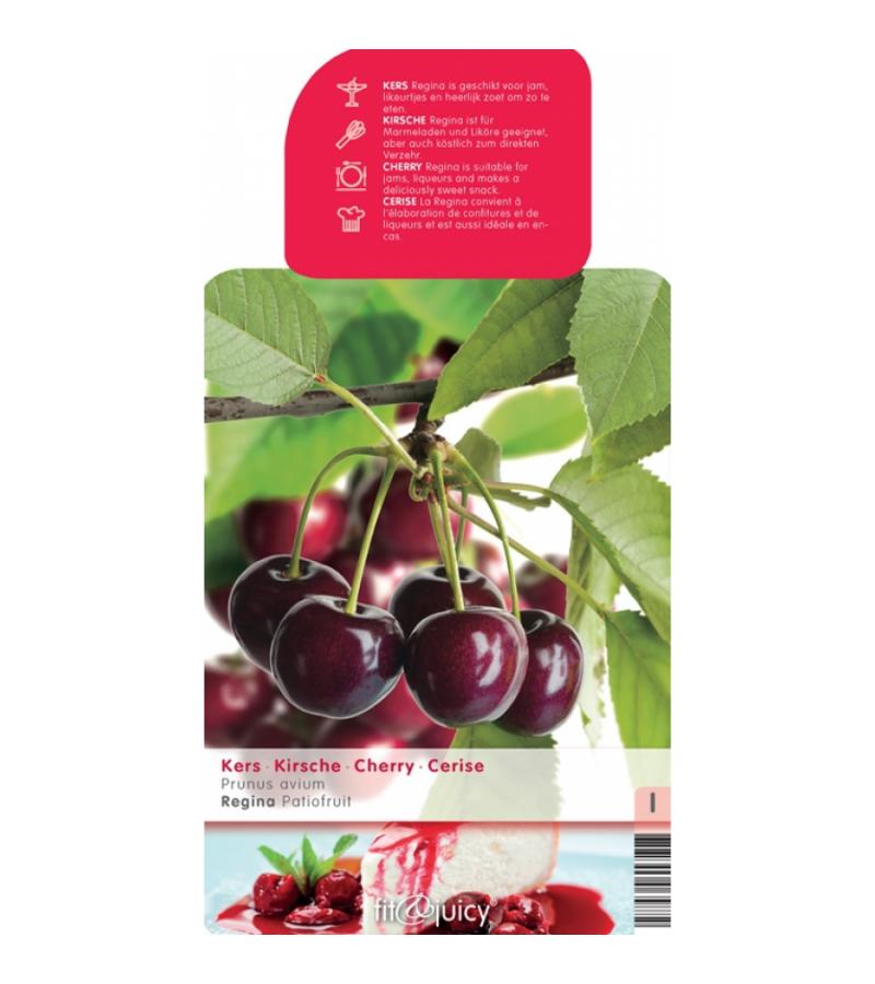 Kersenboom (prunus avium "Regina") fruitbomen