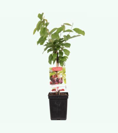Kersenboom (prunus avium "Regina") fruitbomen
