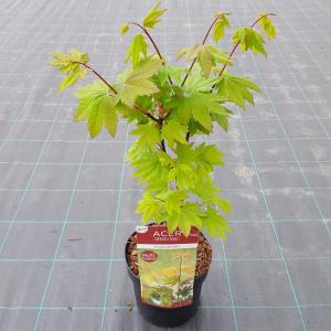 Japanse esdoorn (Acer circinatum Burgundy Jewel) heester 3 stuks