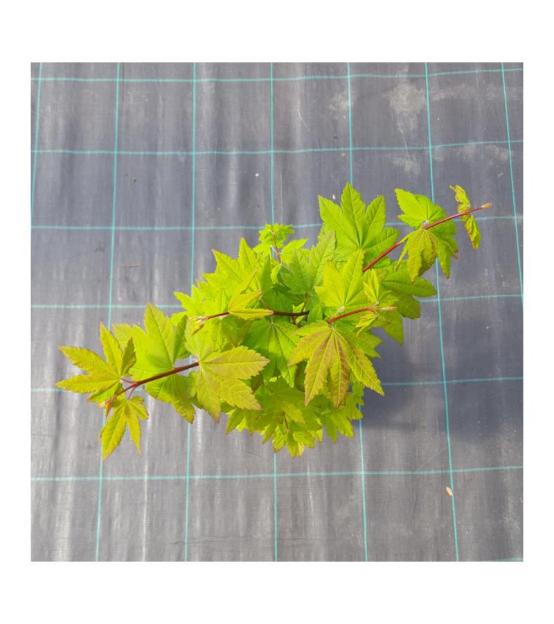 Japanse esdoorn (Acer circinatum "Burgundy Jewel") heester