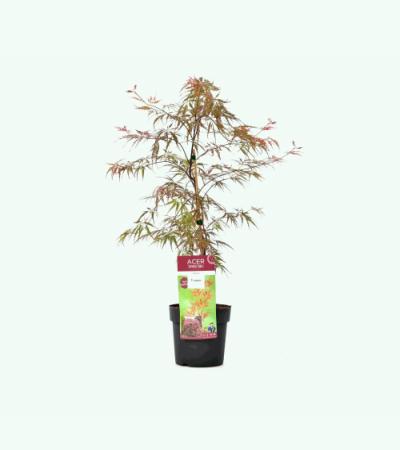 Japanse esdoorn (Acer palmatum "Garnet Tower") heester