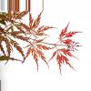 Japanse esdoorn (Acer palmatum "Garnet Tower") heester