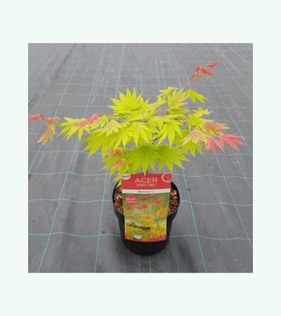 Japanse esdoorn (Acer shirasawanum "Moonrise") heester