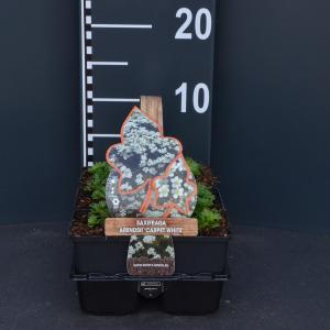 Steenbreek (saxifraga arendsii Carpet White) bodembedekker - 6-pack - 1 stuks