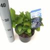 Hydrangea Macrophylla "Ayesha" boerenhortensia
