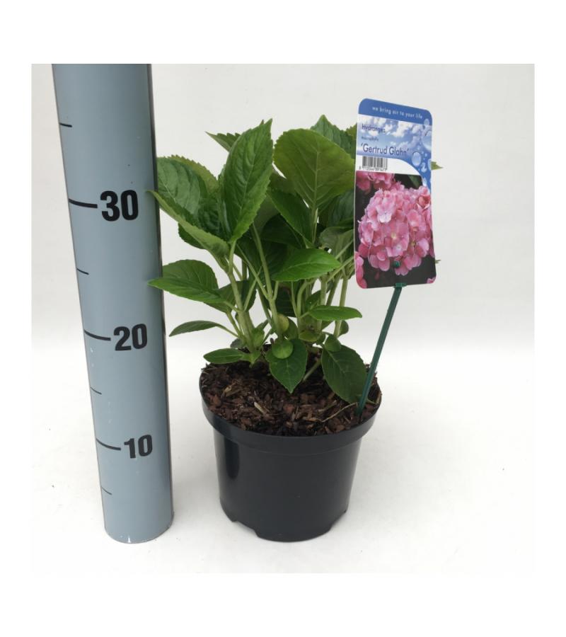 Hydrangea Macrophylla "Gertrud Glahn" boerenhortensia