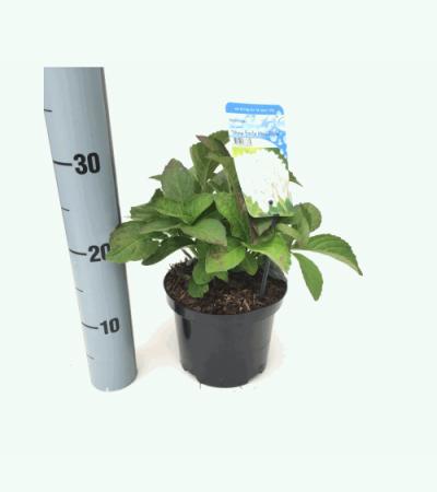Hydrangea Macrophylla "Mme Emile Moullére" boerenhortensia