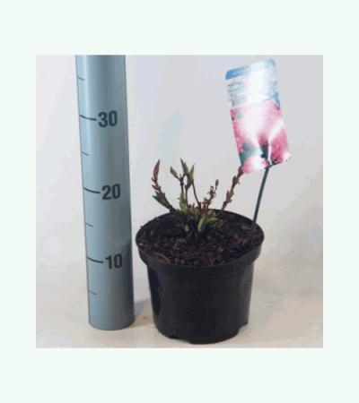 Hydrangea Macrophylla "Pia" boerenhortensia