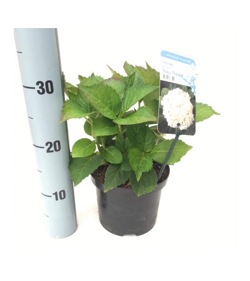 Hydrangea Macrophylla "Soeur Thérese" boerenhortensia