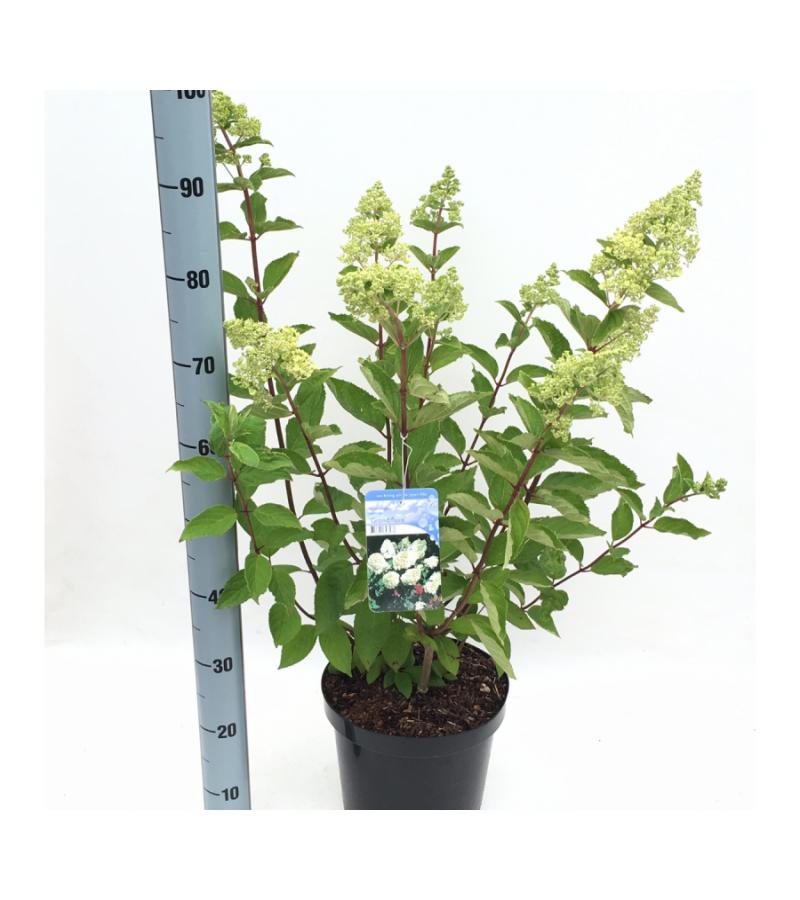 Hydrangea Paniculata "Grandiflora" pluimhortensia