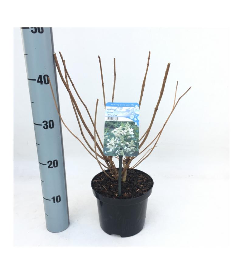 Hydrangea Paniculata "Kyushu" pluimhortensia