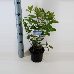 Hydrangea Paniculata "Tardiva" pluimhortensia