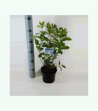 Hydrangea Paniculata "Tardiva" pluimhortensia