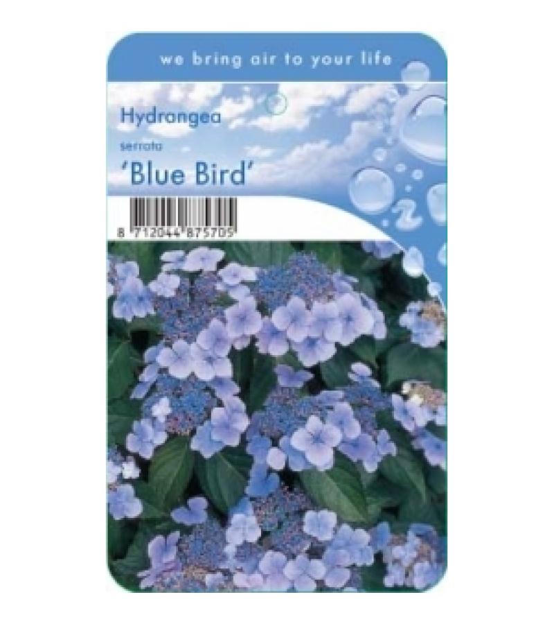Hydrangea Serrata "Blue Bird" berghortensia