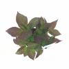 Hydrangea Serrata "Preziosa" berghortensia