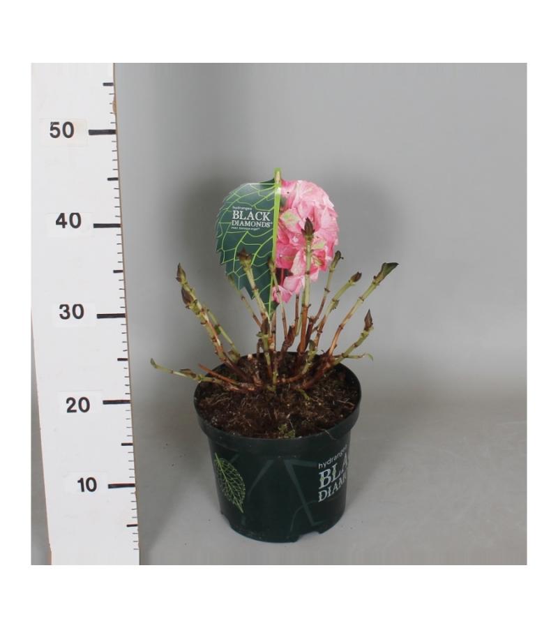 Hydrangea Macrophylla "Black Diamond® Baroque Angel Pink"® boerenhortensia