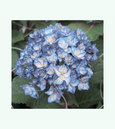 Hydrangea Macrophylla "Charming® Alice Blue"® boerenhortensia