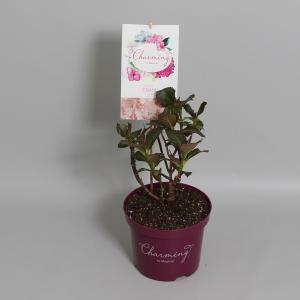 Hydrangea Macrophylla Charming® Claire Pink® boerenhortensia 7 stuks