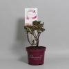 Hydrangea Macrophylla "Charming® Claire Pink"® boerenhortensia