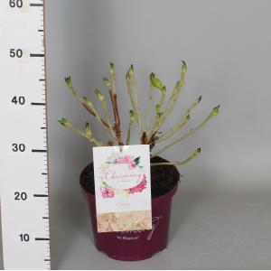 Hydrangea Macrophylla Charming® Claire Pink® boerenhortensia 30-40 cm 1 stuks
