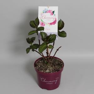 Hydrangea Macrophylla Charming® Claire Blue® boerenhortensia 7 stuks