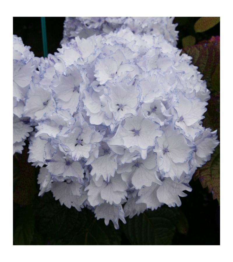 Hydrangea Macrophylla "Charming® Claire Blue"® boerenhortensia