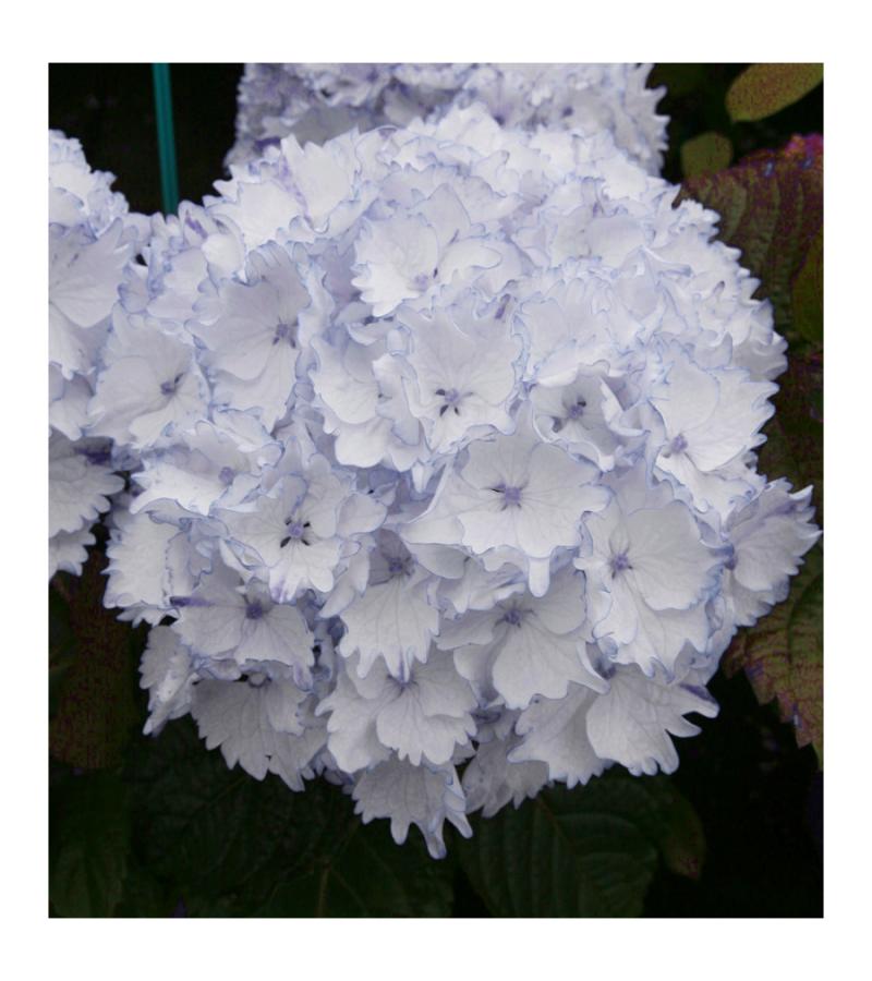 Hydrangea Macrophylla "Charming® Claire Blue"® boerenhortensia
