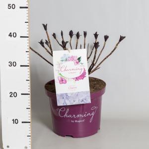 Hydrangea Macrophylla Charming® Claire Blue® boerenhortensia 30-40 cm 1 stuks