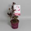 Hydrangea Macrophylla "Charming® Lisa Pink"® boerenhortensia