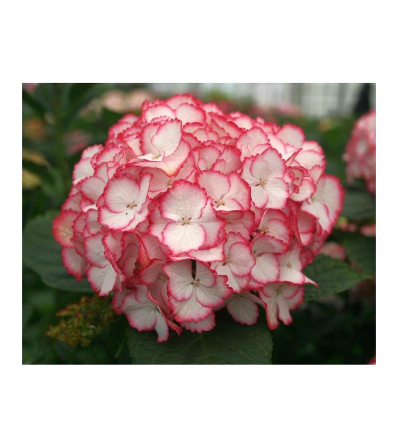 Hydrangea Macrophylla "Charming® Lisa Pink"® boerenhortensia