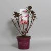 Hydrangea Macrophylla "Charming® Sophia Pink"® boerenhortensia