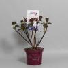 Hydrangea Macrophylla "Charming® Sophia Blue"® boerenhortensia