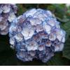 Hydrangea Macrophylla "Charming® Sophia Blue"® boerenhortensia