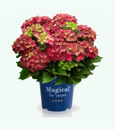 Hydrangea Macrophylla "Magical Ruby Tuesday"® boerenhortensia