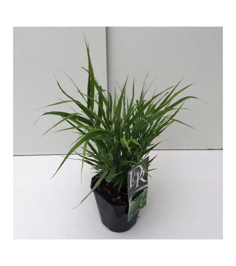 Hakonegras (Hakonechloa macra) siergras